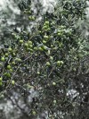 Yeşil Çizik Zeytin ( M) Orta Boy 1 Kg NET