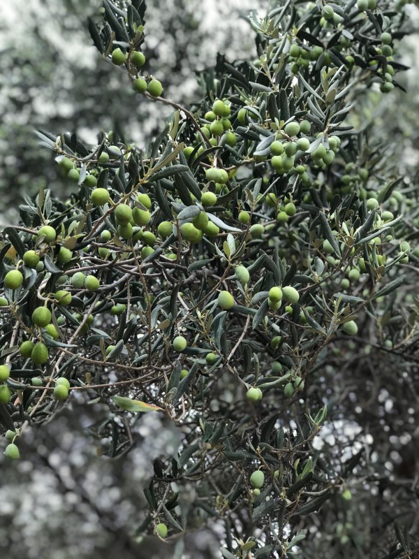 Yeşil Kırma Zeytin Ayvalık 1 Kg