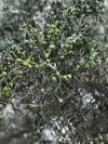 Edremit Yağlı Sele Siyah Zeytin (XL) SPECİAL İRİ 1