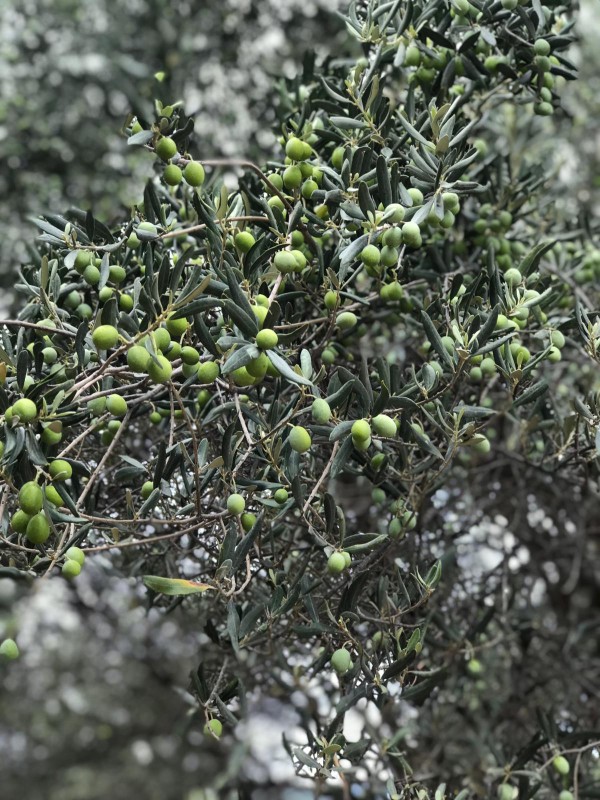 Edremit Yağlı Sele Siyah Zeytin (XL) SPECİAL İRİ 1