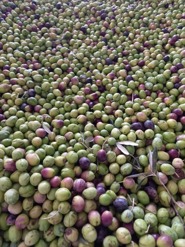 Yeşil Kırma Zeytin Ayvalık 1 Kg